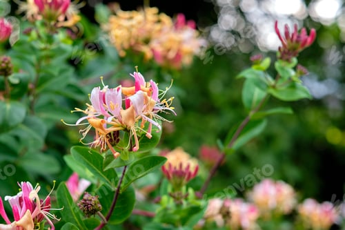 Preview: Beautiful flowers from my garden. A series of beautiful garden photos.