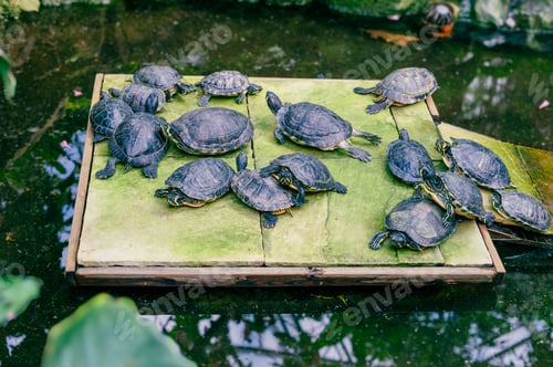 Preview: Pond with Turtles in Botanical Garden