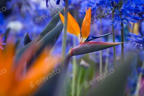 Preview: Selective focus shot of an orange Bird of Paradise plant