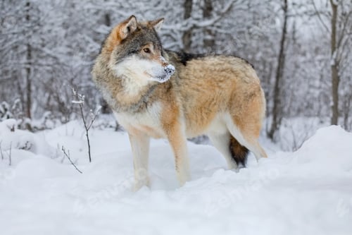Preview: Wolf standing in the snow in beautiful winter forest in the evening
