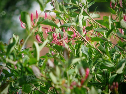 Preview: Pink Honeysuckle buds and flowers in a garden, Lonicera Etrusca Santi Caprifolium