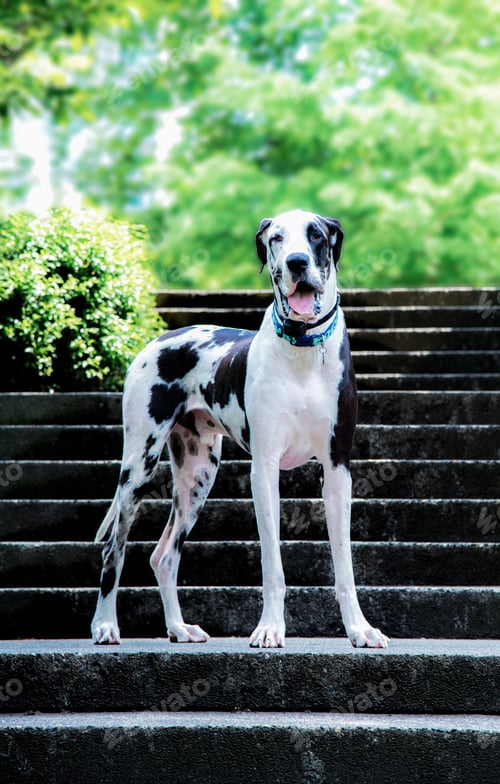 Preview: Handsome harlequin great dane dog on city park cement steps with green foliage summer.