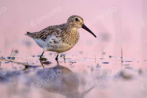 Preview: Dunlin in Wetland against bright background