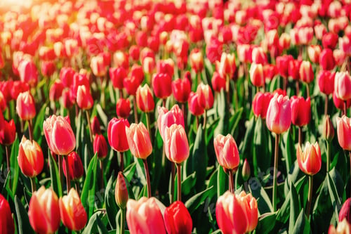 Preview: many red tulips