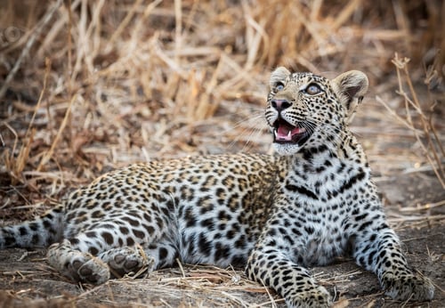Preview: Zambia Wildlife pictures