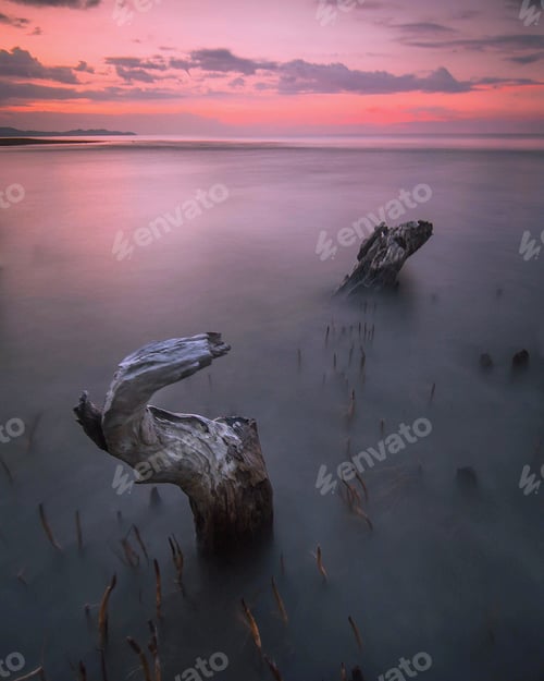 Preview: Driftwood Emerging from Still Water at Sunset