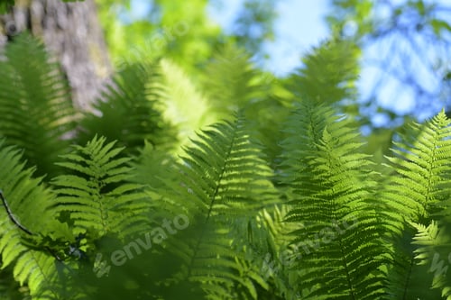 Preview: Closeup shot of ferns