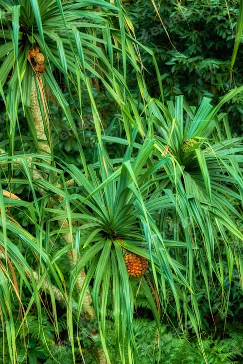 Preview: Jungle details