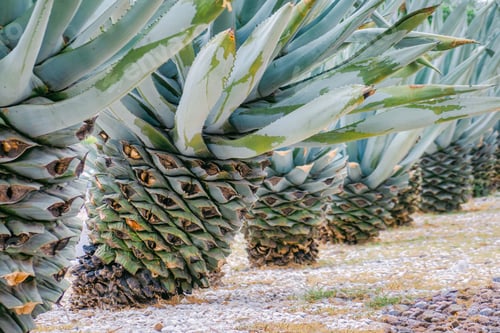 Preview: Agave leaves textured background
