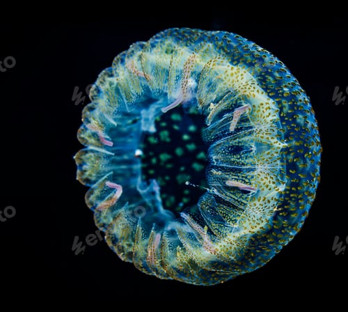 Preview: Background of jellyfish. Jellyfish swims in the ocean sea, light passes through the water, creating