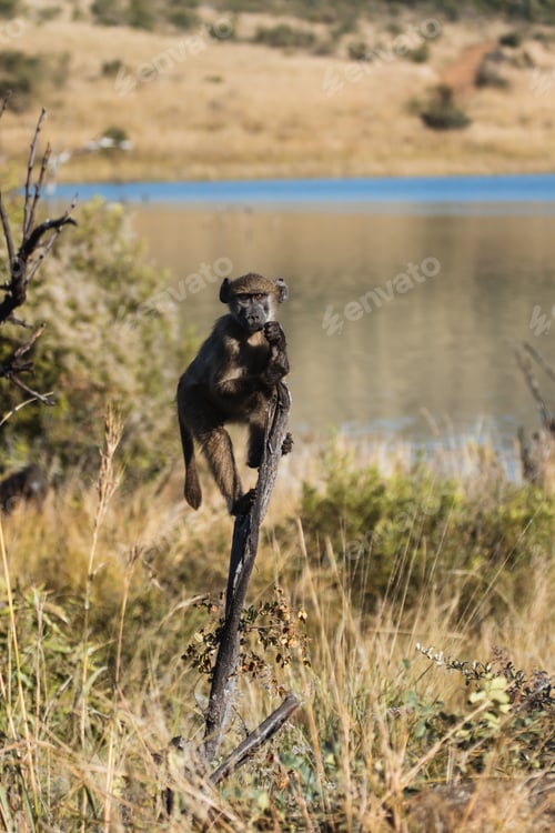 Preview: Baboon