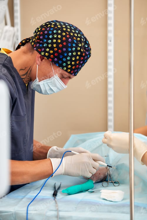 Preview: veterinary medical team performing an operation. spaying and neutering surgery of a domestic animal
