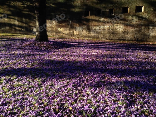 Preview: Purple flowers on the ground