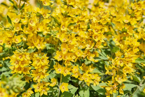 Preview: Decorative flowering plant Lysimachia punctata as Summer floral background.