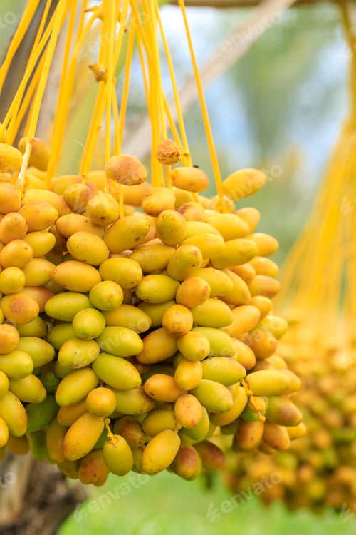 Preview: Dates palm branches with ripe dates