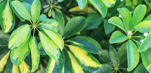 Preview: a fresh tropical green foliage background. natural leaves pattern