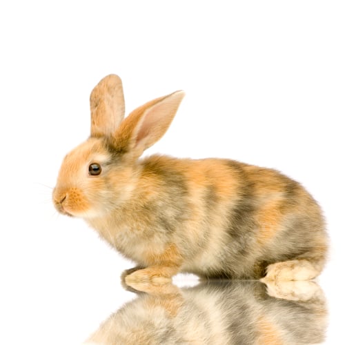 Preview: Rabbit