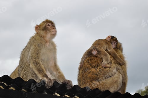 Preview: Barbary macaques family at Gibraltar. Mother monkey carries baby on its back and young monkey