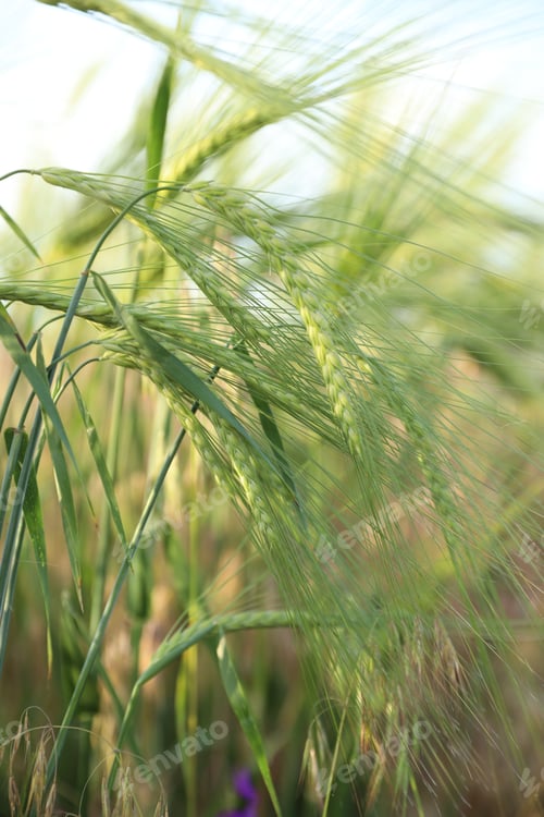Preview: Many green wheat spikes growing outdoors, closeup