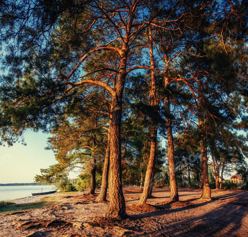 Preview: pine tree in the sand on the beach