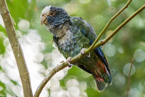 Preview: Close-up shot of a White-crowned parrot perched on a tree twig in spring
