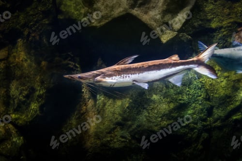 Preview: Sorubim lima catfish - Freshwater fish