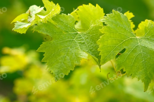 Preview: Green grape leaves close-up, texture, selective focus, blurred background.