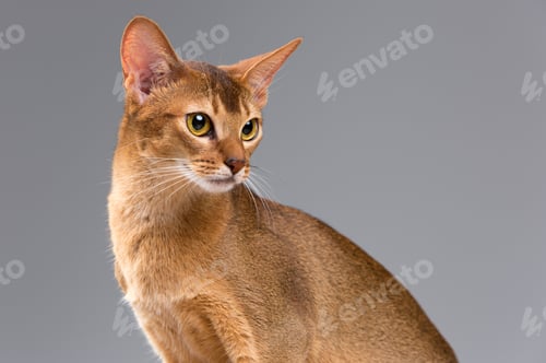 Preview: Purebred Abyssinian Young Cat Portrait Isolated On Gray