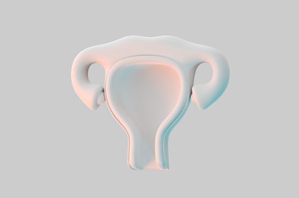 Preview: Female uterus anatomical structure