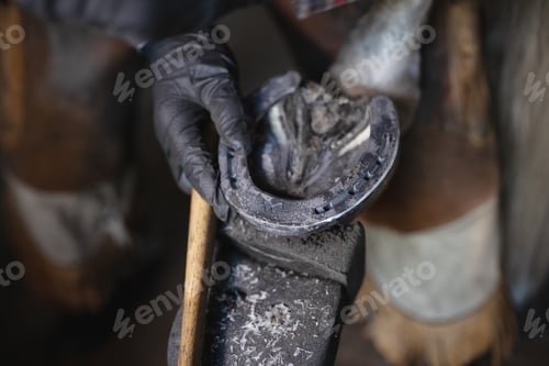 Preview: male hand blacksmith in black gloves trying on iron horseshoe on horse's hoof close up