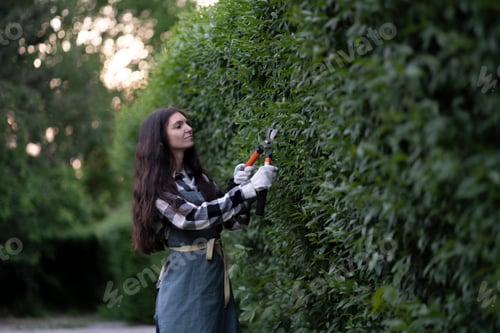 Preview: a female gardener taking care of the bush hedge outside