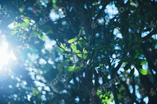 Preview: the sun shining behind some trees near by on a sunny day