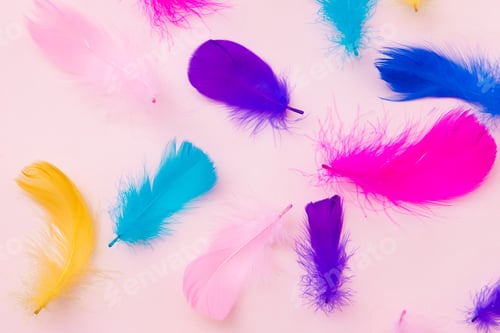 Preview: Multicolor feathers background, abstract feather texture, top view