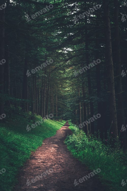 Preview: Path at the Dark forest during summer