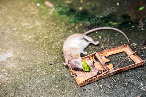 Preview: Rodent Caught in Rusty Mousetrap on Concrete
