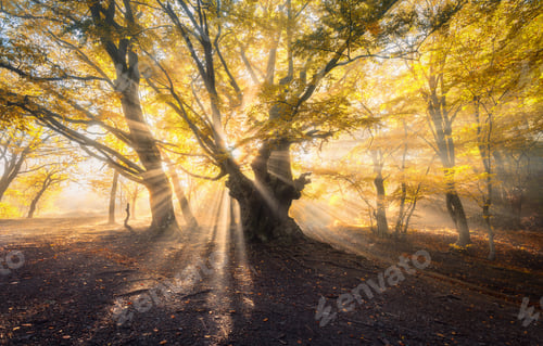 Preview: Magical old tree with sun rays in the morning