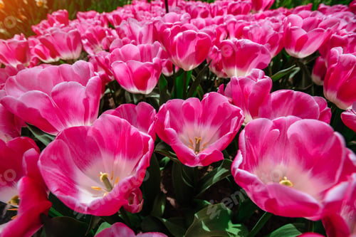 Preview: Flower field with colorful tulips. Tulipa Innuendo.