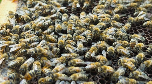 Preview: Bees on honeycomb in apiary. Close up view of the working bees on honeycells.