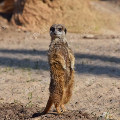 Preview: Cute and cuddly meerkat standing up on its legs on a patch of dirt, looking curious and alert