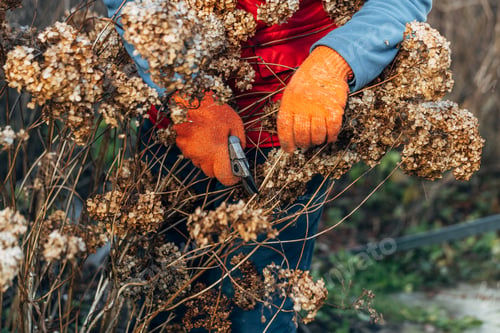 Preview: A gardener wearing gloves trims wilted hydrangea flowers before winter