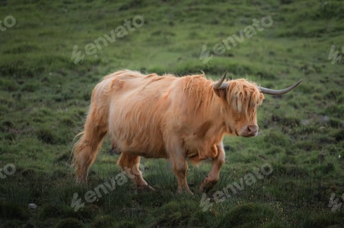 Preview: portrait of highland furry cow on the pasture. Rural life and farming concept