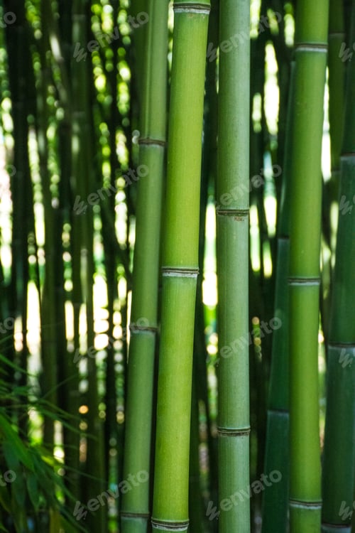 Preview: Bamboo background