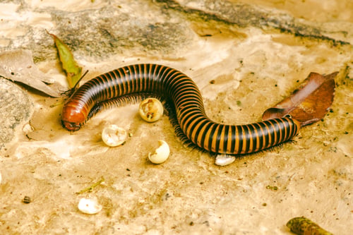 Preview: millipede walking on the ground