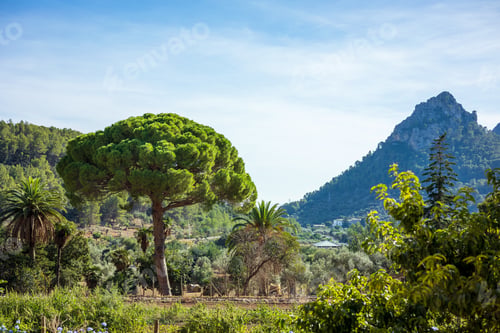 Preview: beautiful Majorcan landscape