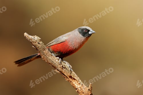 Preview: Black-faced waxbill perched on a branch