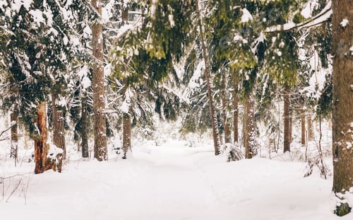 Preview: Snow-covered winter forest in cold, sunny weather.