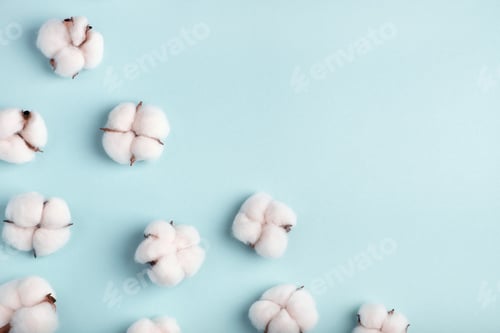 Preview: Cotton bolls on a blue background. Flat lay, top view