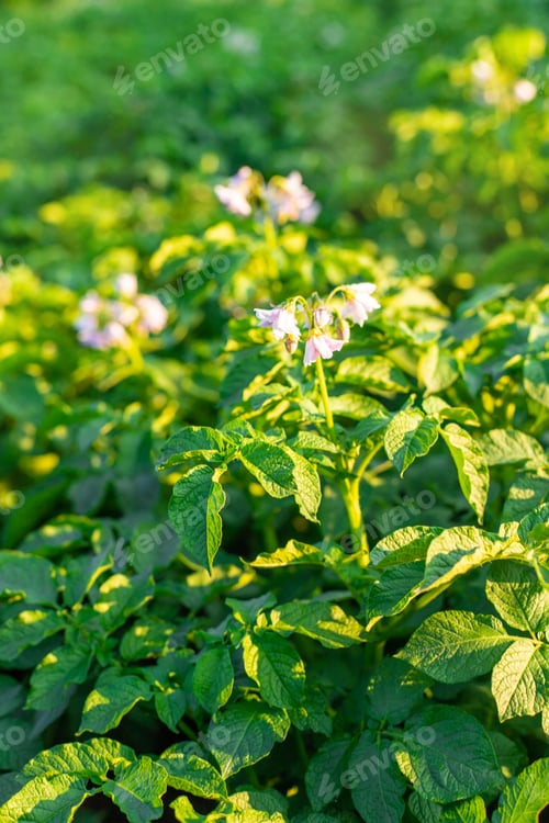 Preview: Potatoes growing in the garden. Selective focus.