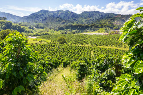 Preview: Coffee plantation