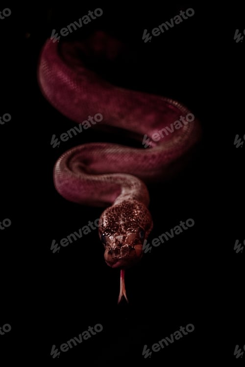 Preview: Vertical shot of a creepy huge snake crawling on woods under led lights with a dark background
